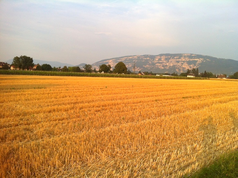 Les champs de blé autour de chez moi !